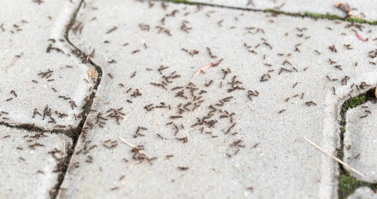 Grandmas Shares Old Trick for Getting Rid of Harmful Yard Ants