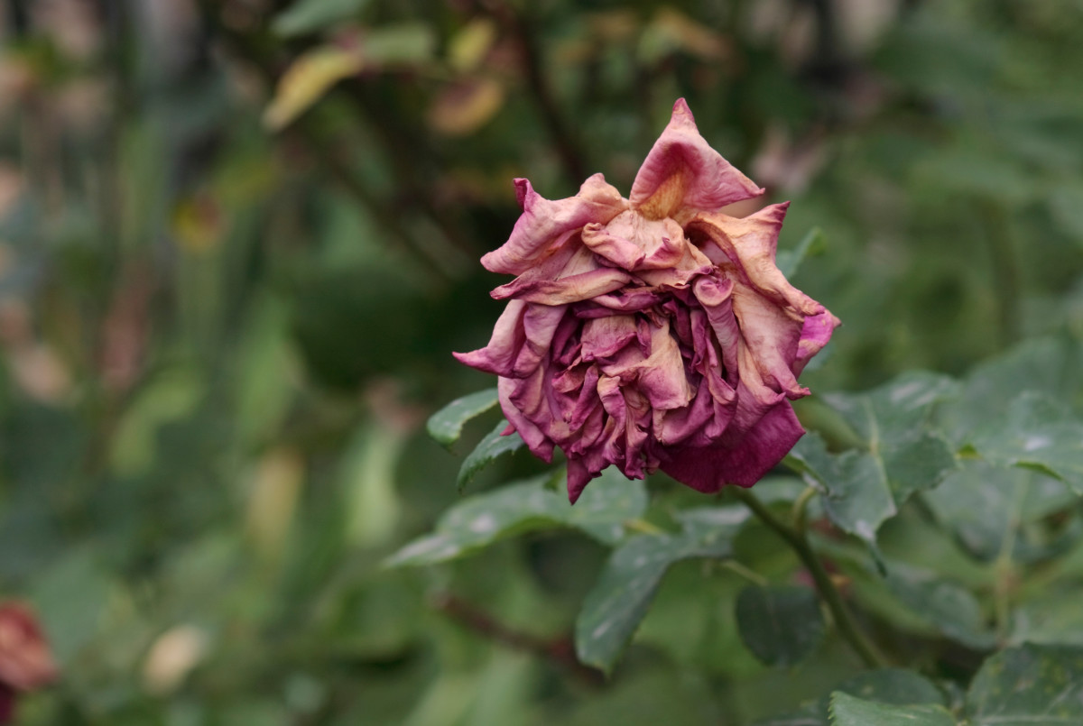 Man Breaks Down the Almost Invisible Reason Roses Are Wilting Early ...