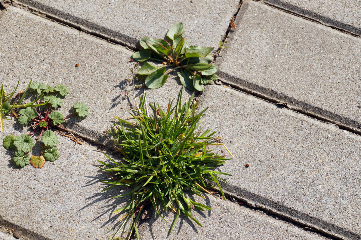 Are Weeds Wreaking Havoc In Your Backyard - luon4zx
