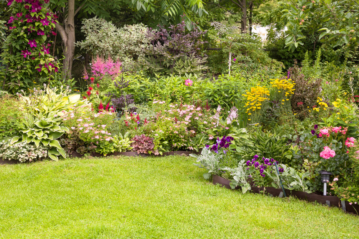 Gardener Explains How to Never Pay for Perennials Again - Dengarden News