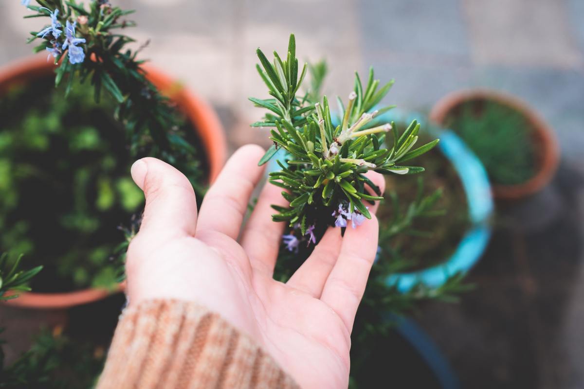 How to Grow Rosemary in Pots in a Northern Climate Dengarden