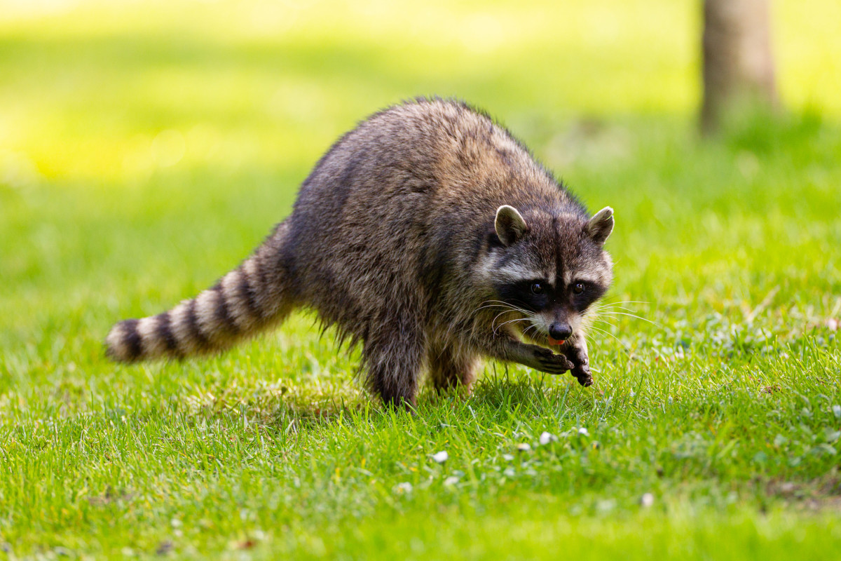 Home Owner Has a Spicy Solution for Keeping Raccoons Away From His ...