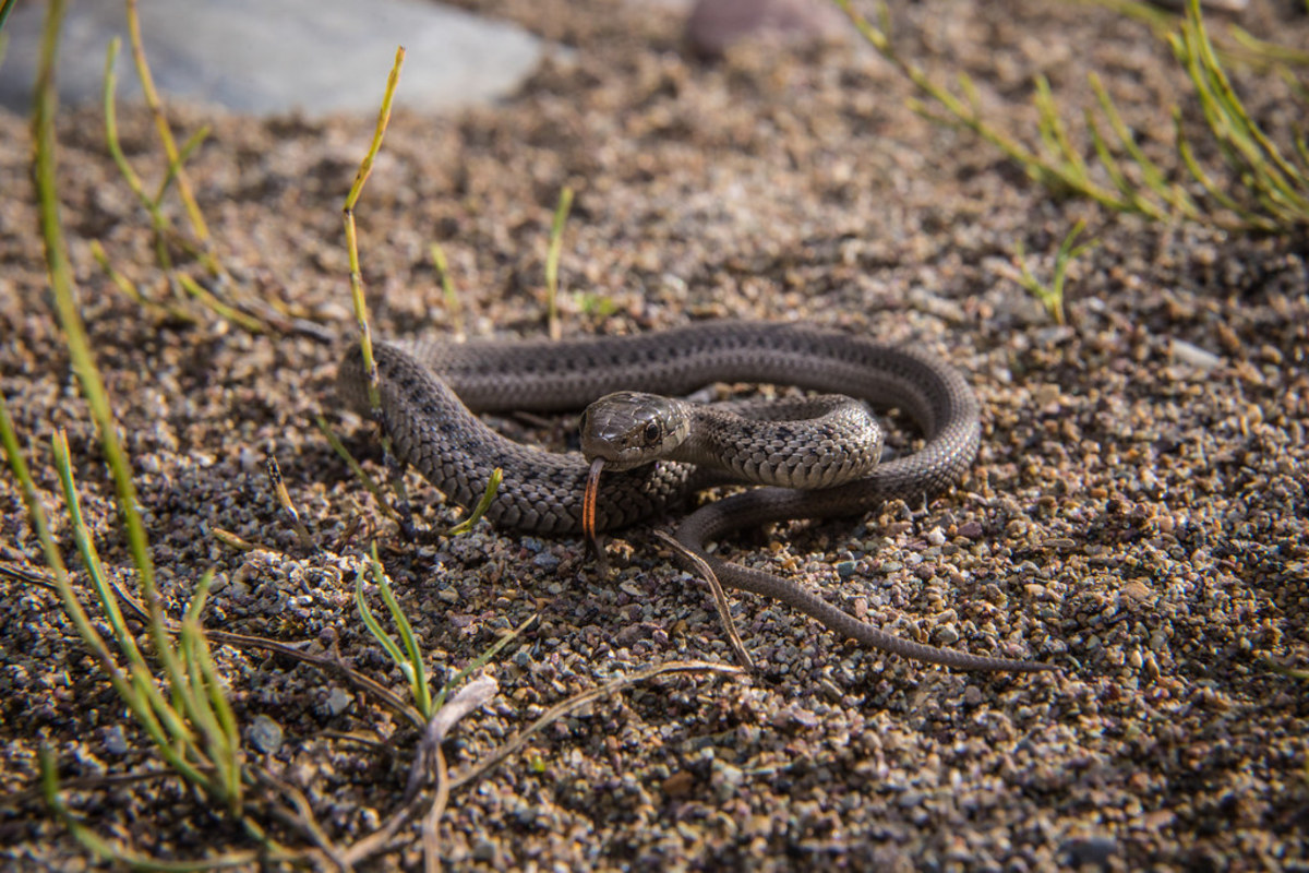 How to Find Snakes on Your Property Dengarden
