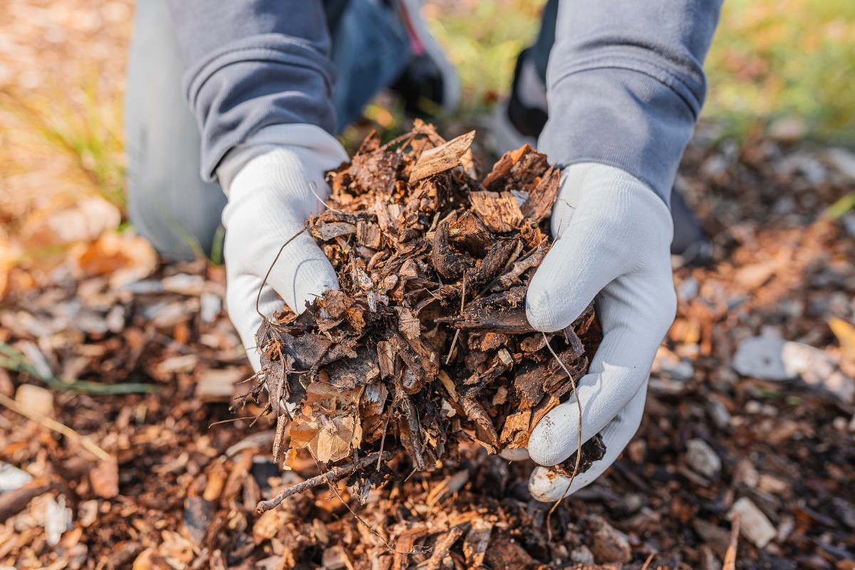 Gardner Shares Tip for Keeping Termites Out of Bark Mulch Dengarden News