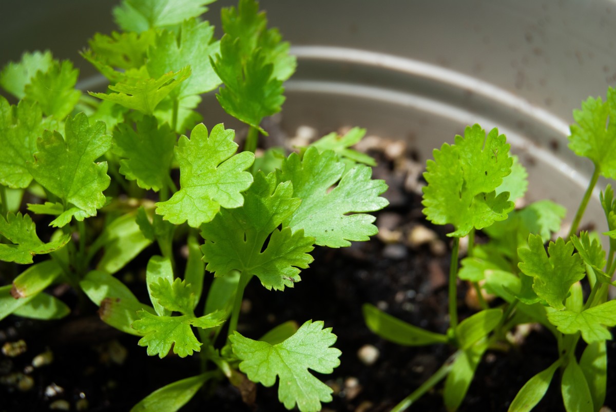 Gardener Shares Professional Advice For Keeping Cilantro From Bolting