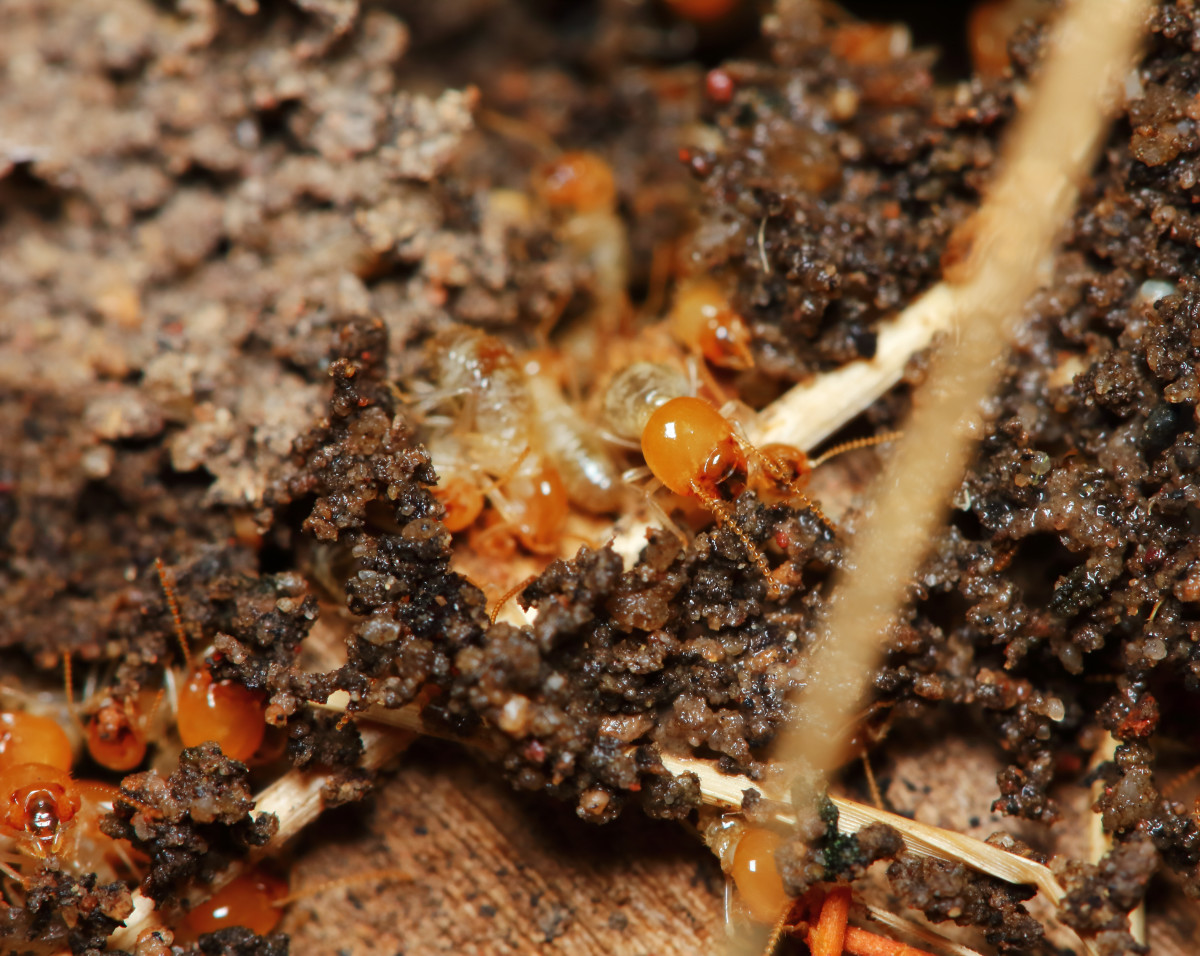 Pest Experts Shares the Easiest Way To Check for Termites Around Your Home Dengarden News