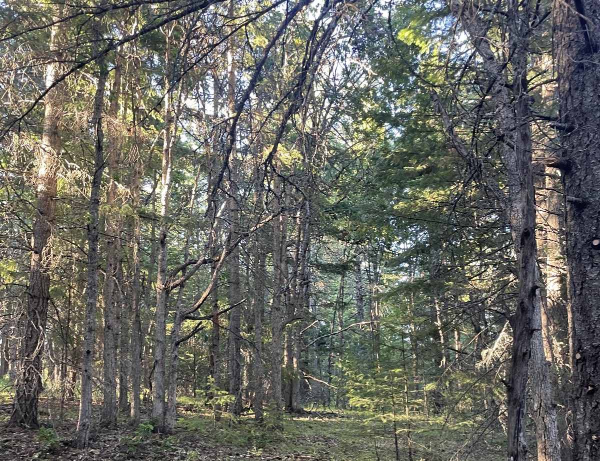 i-made-toxic-free-pressure-treated-fence-posts-with-old-techniques-and