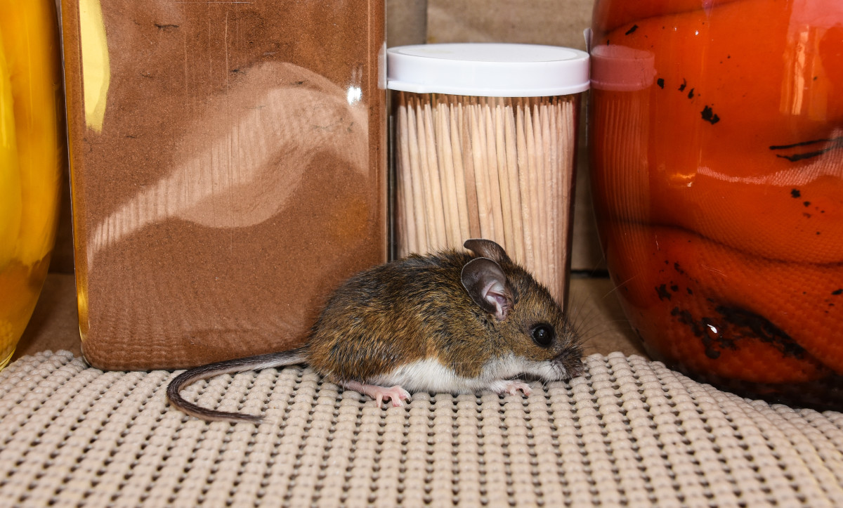 Pest Control Expert Shares What Products You Should Never Buy at Home