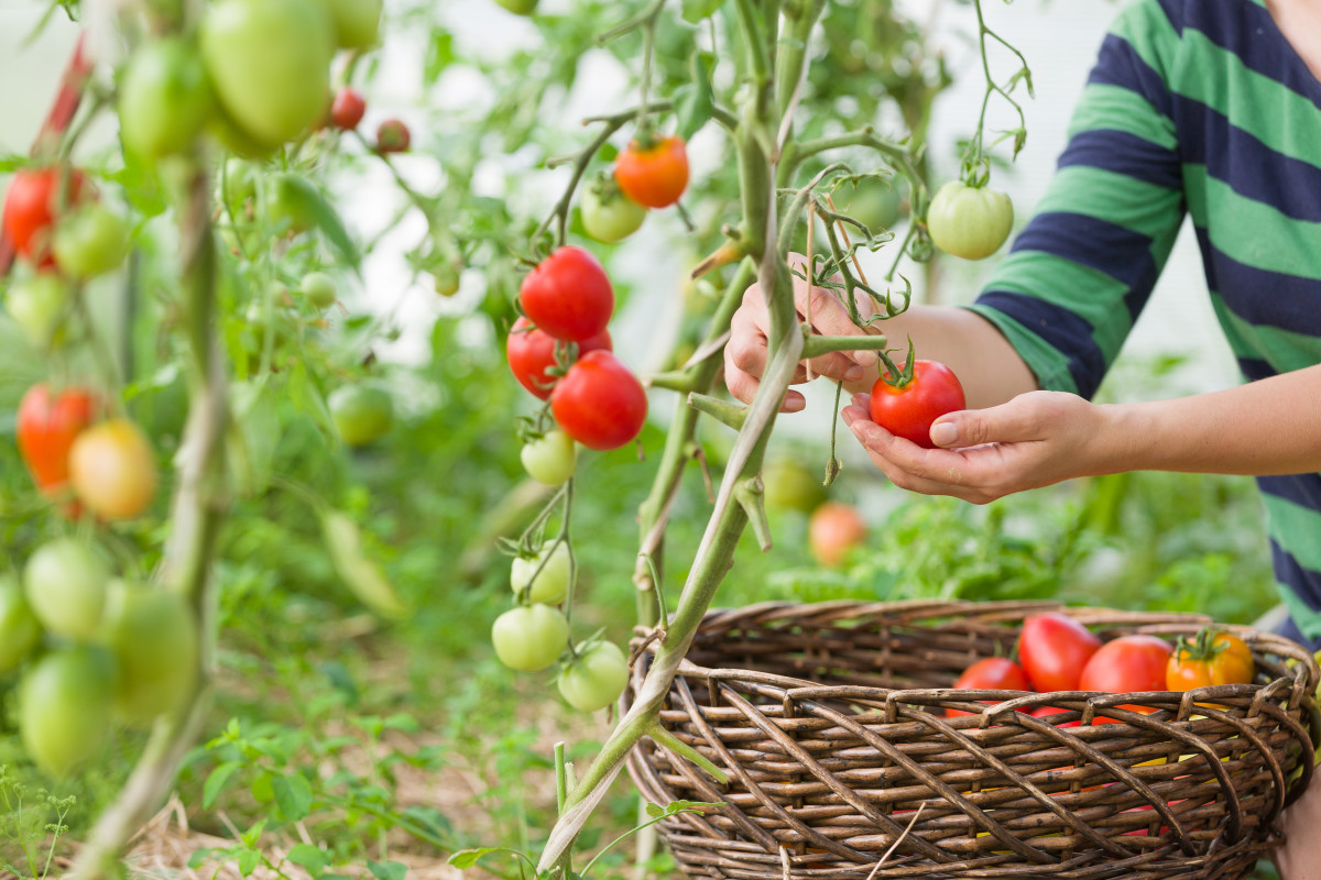 How tomatoes do we have. Tomatoes in the Garden.