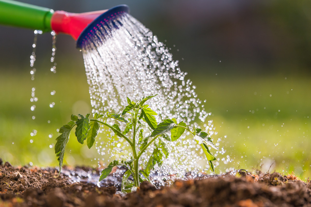 Farmer Dispels Popular Myth Around Watering Plants Dengarden News
