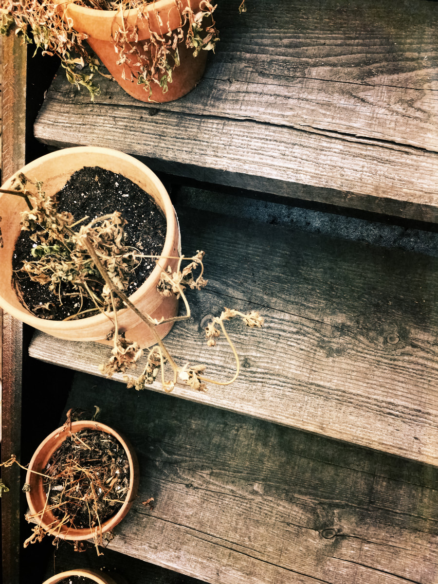 Here Are Three Ways You Can Save Your Summer Garden Dengarden Here Are Three Ways You Can Save Your Summer Garden Dengarden