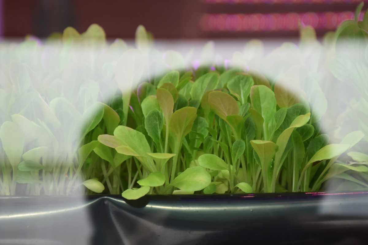 Man Takes Curio And Turns It Into His Own Personal ‘Greenhouse