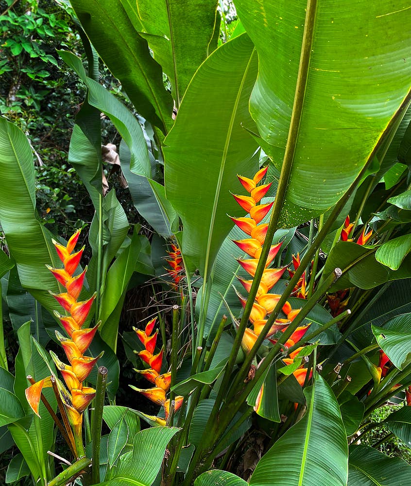 For the Love of Heliconia: A Beautiful Plant Species - Dengarden
