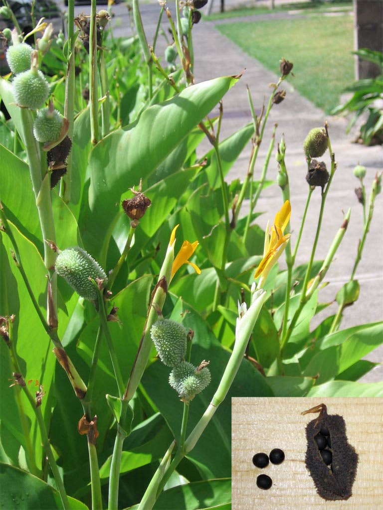 How to Grow Canna Lilies From Seed - Dengarden