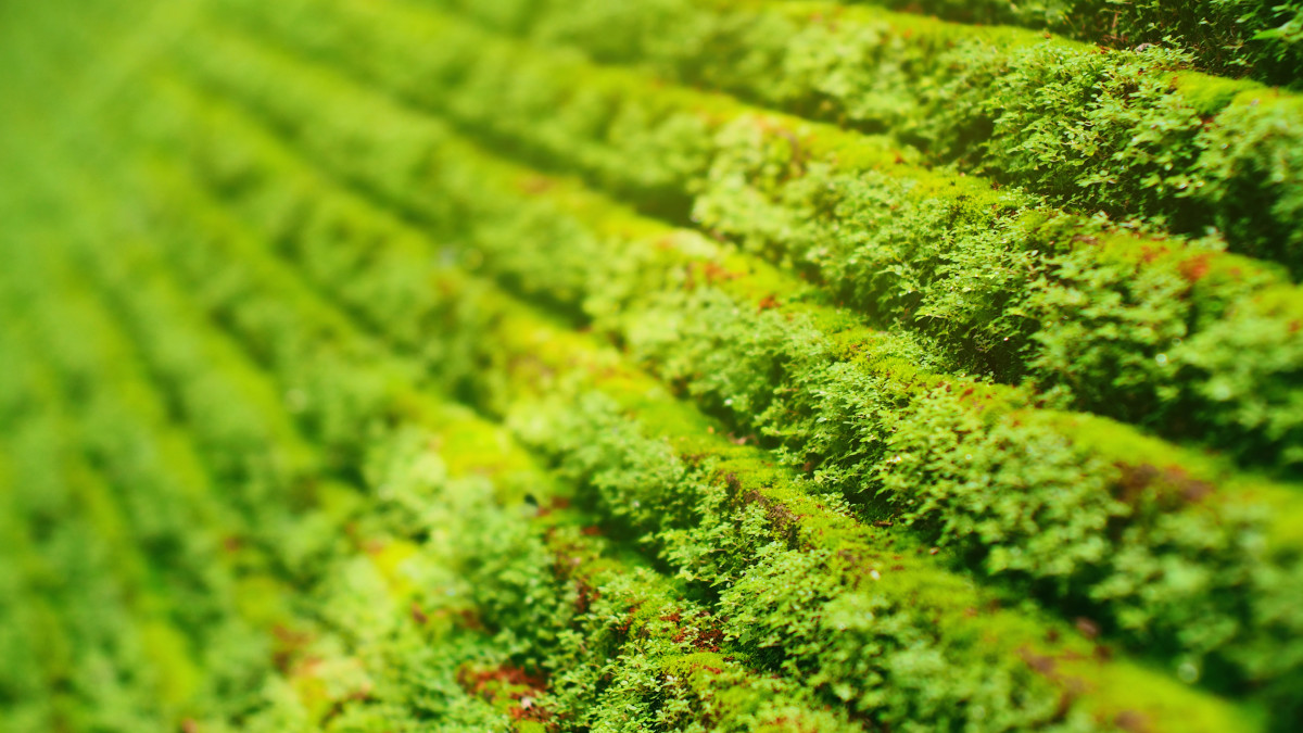Moss Mats Are Essential For Every Plant Parent Dengarden News