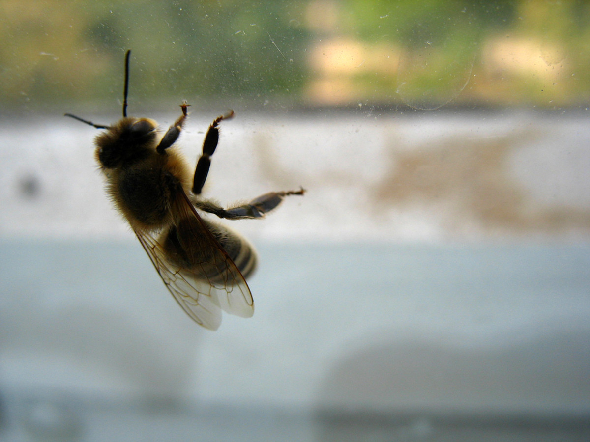 Man Derives Easiest Way to Get a Bee Out of the House Without Killing