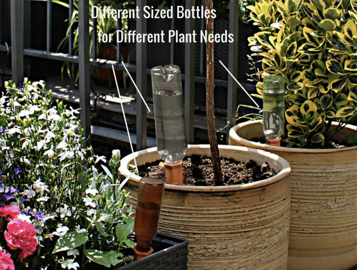 How to Water Indoor Plants While on Vacation Dengarden