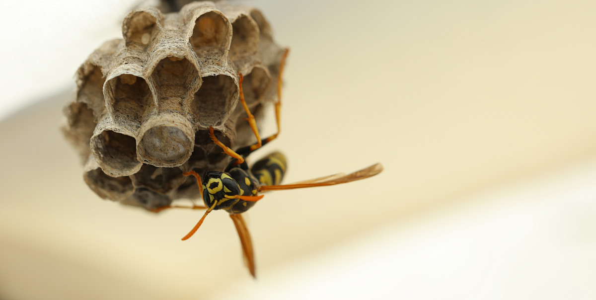 Man’s Trick For Capturing Wasps Is Genius - Dengarden