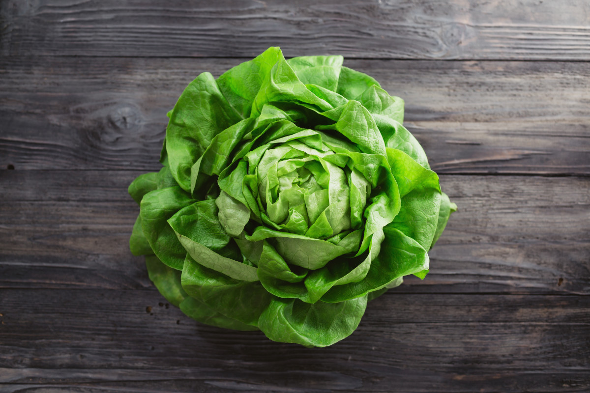 All That's Needed to Grow Lettuce Indoors Is a Container Dengarden News