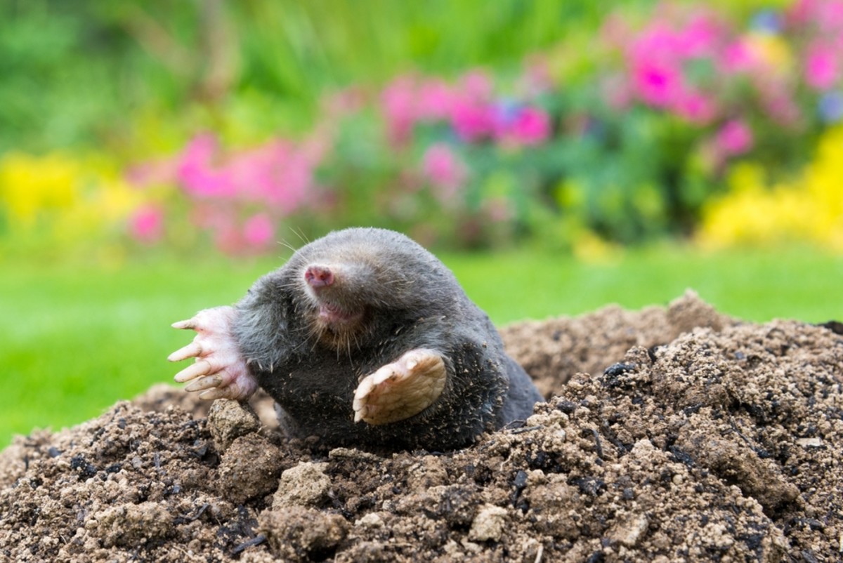 Woman Reflecting On Grandmom’s Old “hack” For Getting Rid Of Garden 