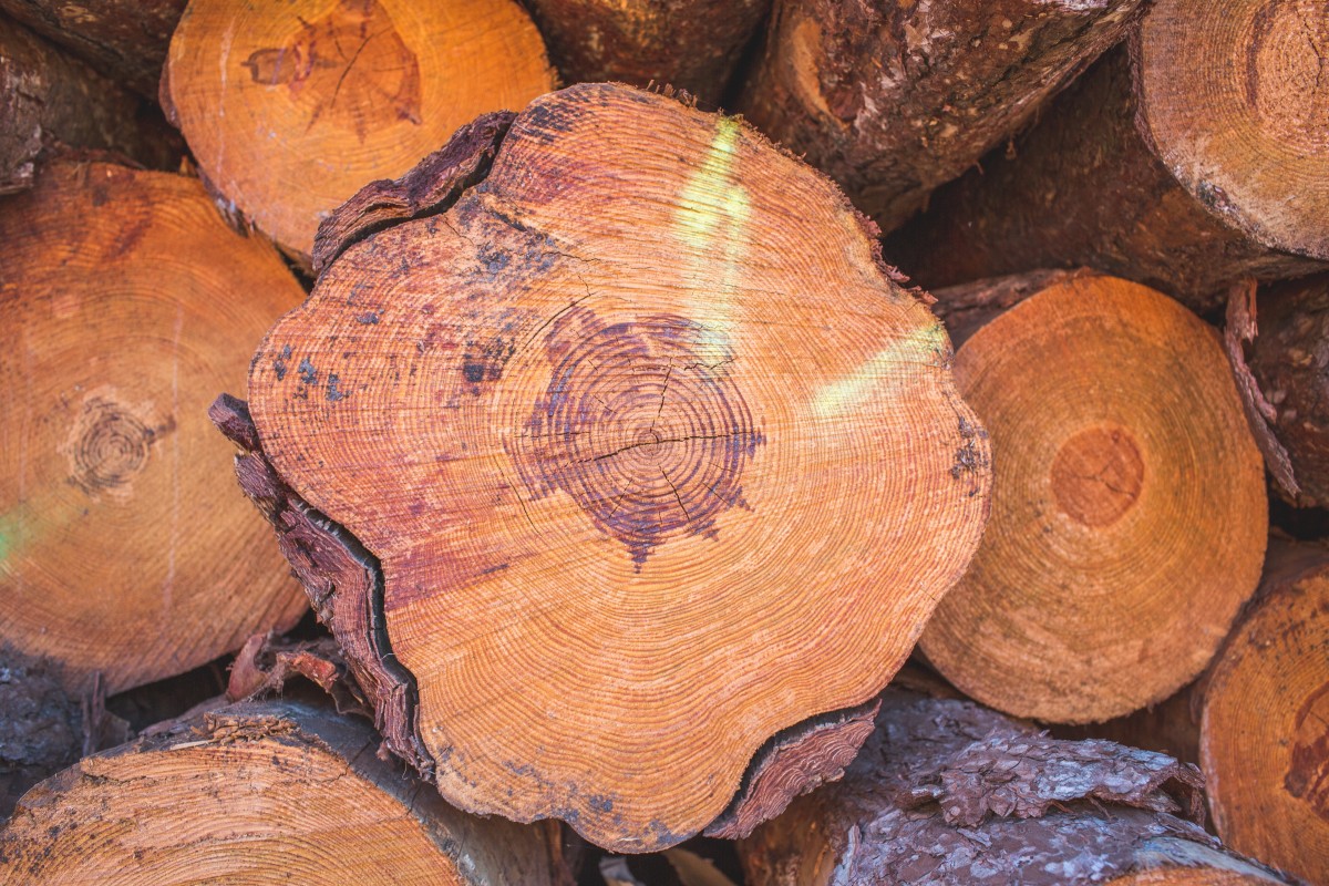 Woman Transforms Random Tree Log Into Adorable Decoration Dengarden News