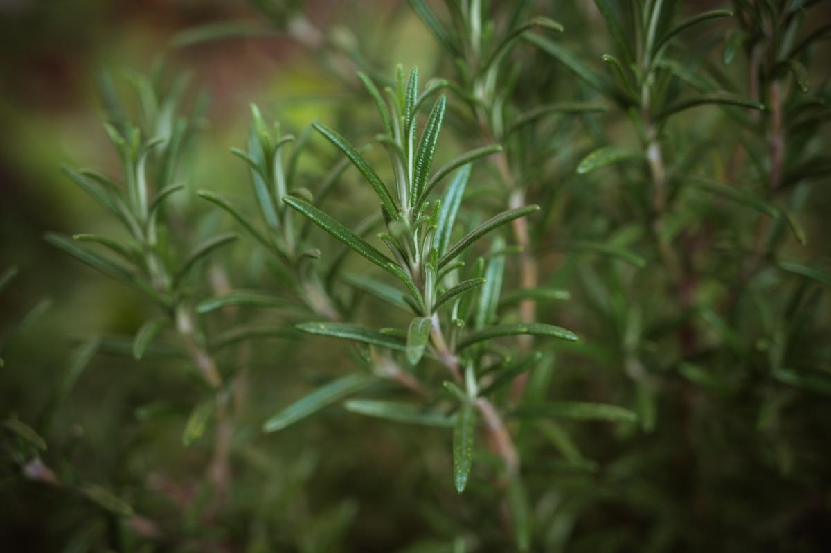 How to Properly Propagate Rosemary Stems Dengarden News