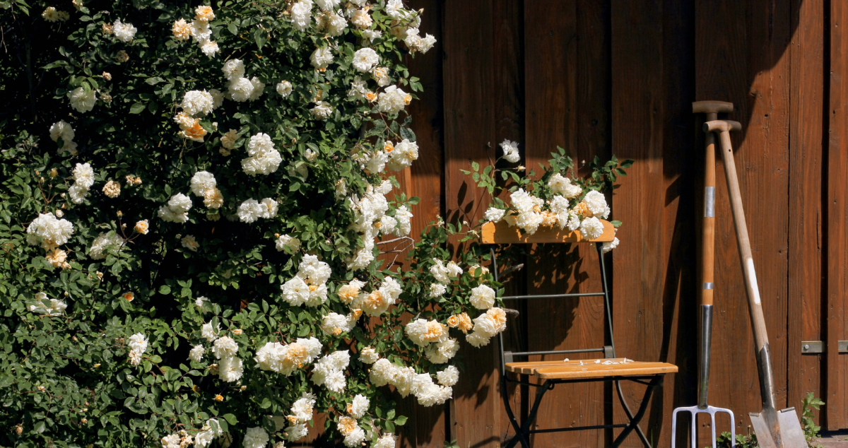 Here’s How to Plant the Best Type of Rose for Each Individual Garden