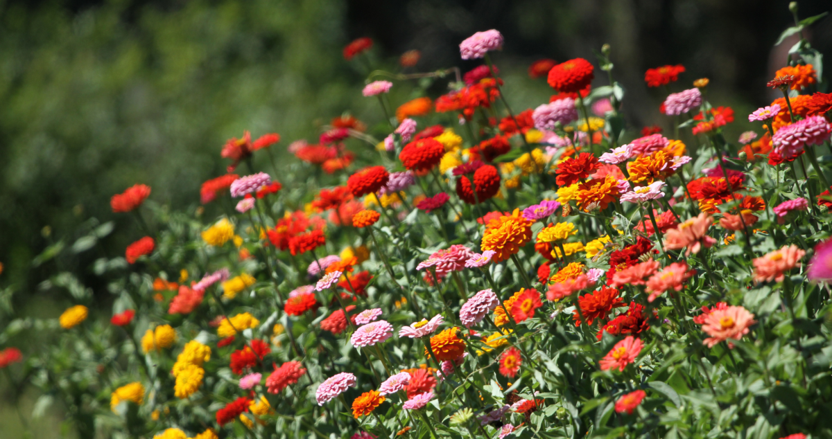 How to Start a Cut Garden From Scratch Dengarden News