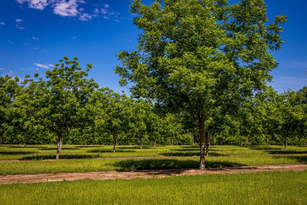 Woman Shares Why We Should Pay Attention To When Pecan Trees Bloom ...