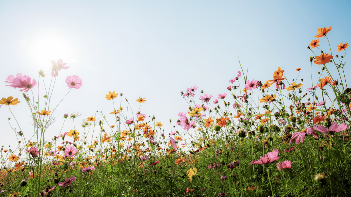 Here’s the ‘Secret’ to Growing Wildflowers - Dengarden News