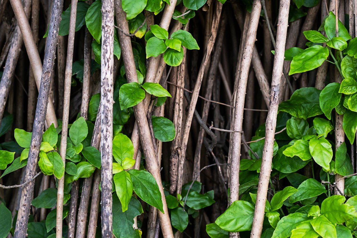 Man Makes Pea Stick ‘domes For Brilliant Garden Hack Dengarden 6525