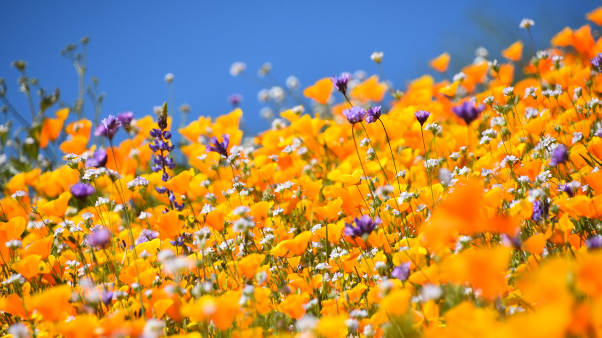 Vibrant Orange Flower Varieties: Names, Types, and Pictures - Dengarden