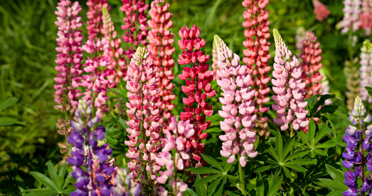 Why Lupines May be the Slept-on Flowers for Gardeners - Dengarden News