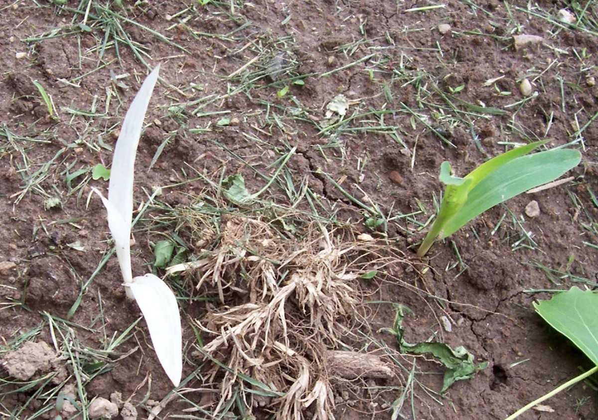 Symptoms of Chlorosis Light Green Leaves With Dark Green Veins Dengarden
