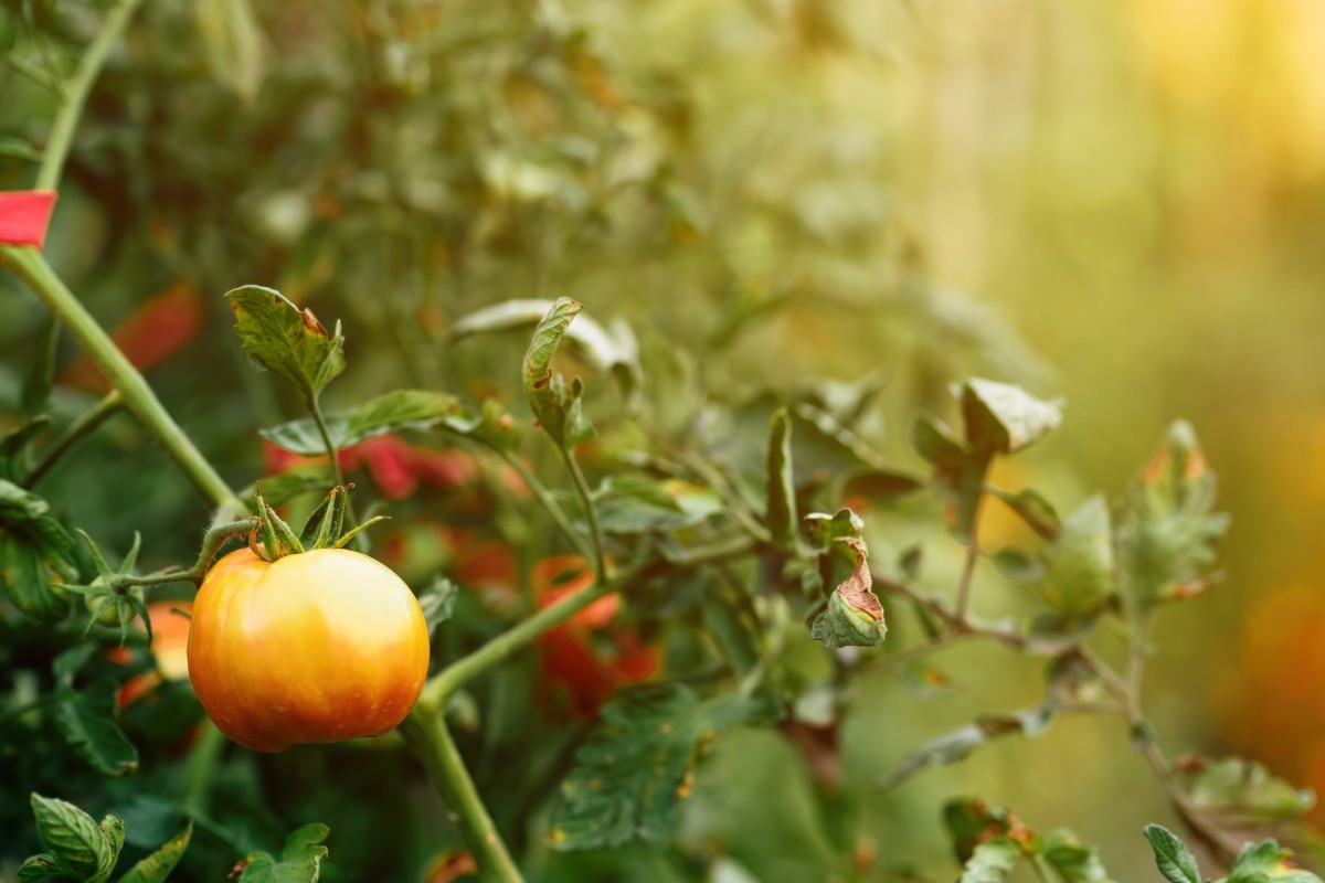 here-s-how-to-prick-out-tomato-seedlings-dengarden-news