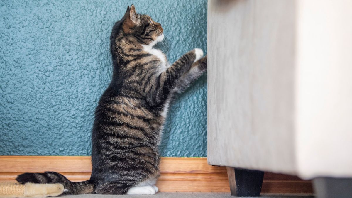 Woman Shares Must-Buy Couch Protectors For Pet Owners - Dengarden