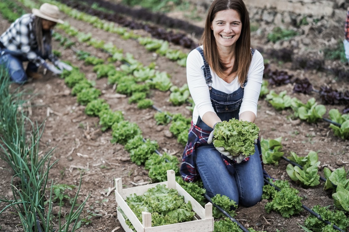 Here's How Not To Harvest Your Lettuce - Dengarden