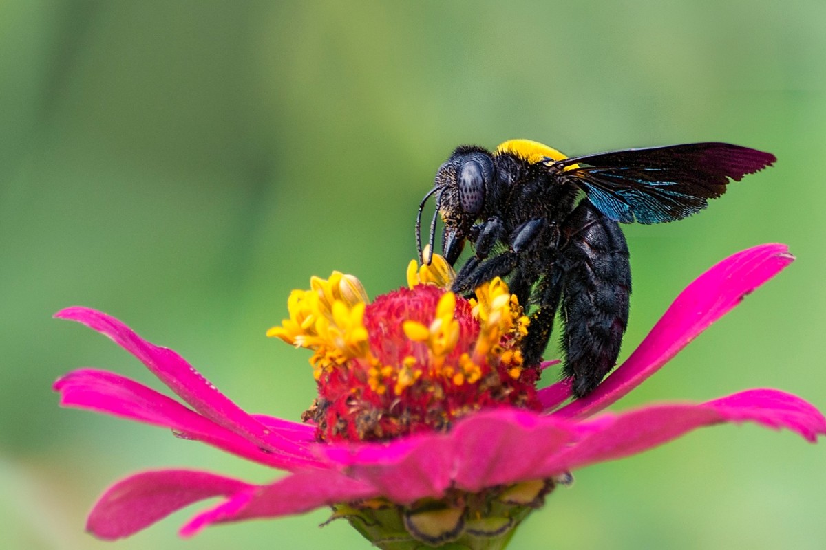 Here's A Non-lethal Way To Get Rid Of Carpenter Bees - Dengarden News