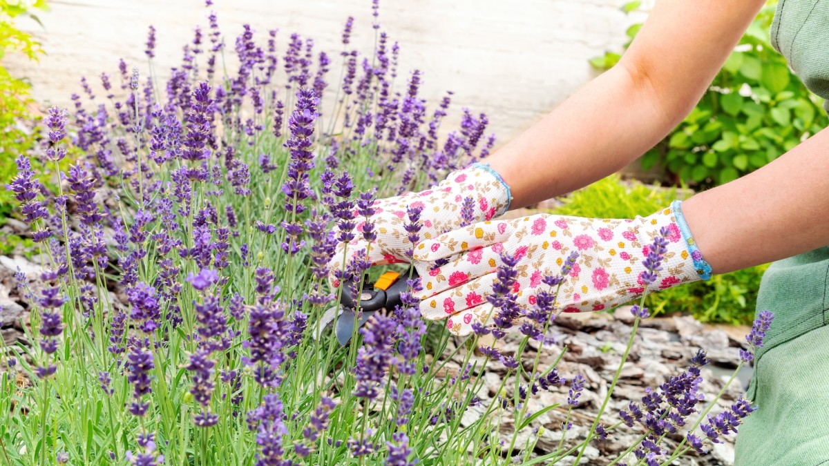 Gorgeous $16 Lavender Planters at Costco Have Members Going Wild ...