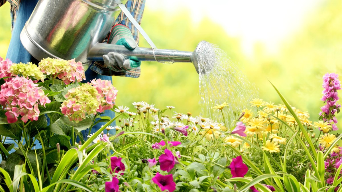 Expert Shares Seeds To Buy In April For A Perfect Summer Cut Flower 