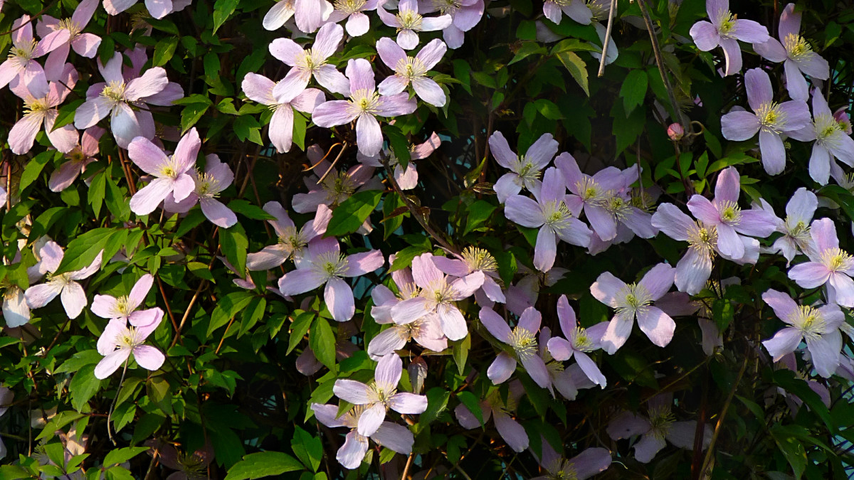 Flowering Vines 10 Easiest Climbing Plants to Grow Dengarden