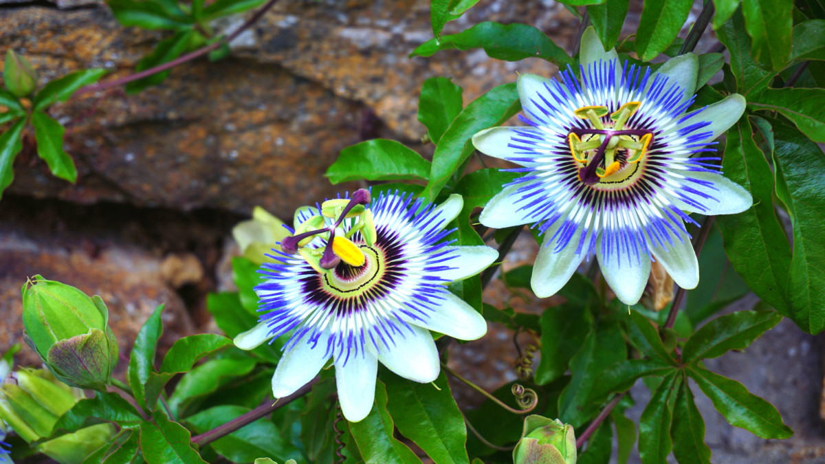 Flowering Vines 10 Easiest Climbing Plants to Grow Dengarden