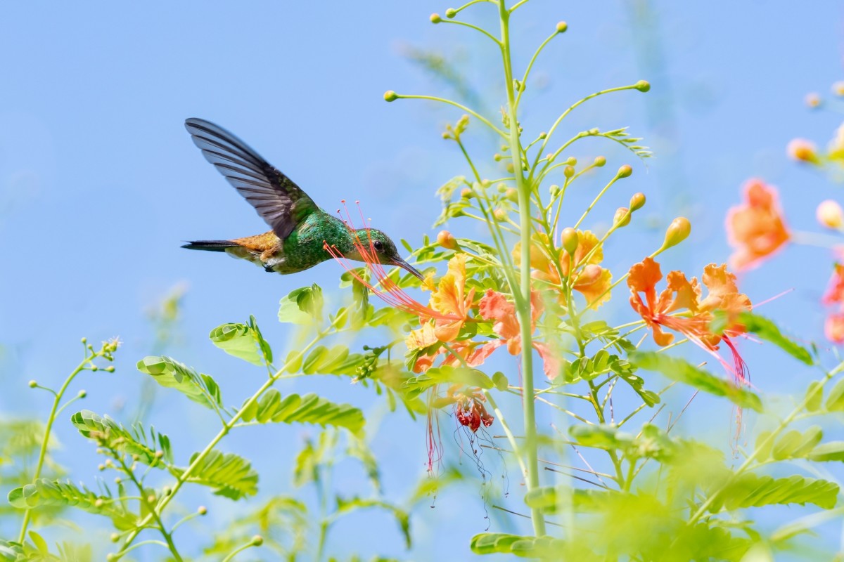 Nursery Lists Vibrant Flowers Guaranteed to Attract Hummingbirds ...