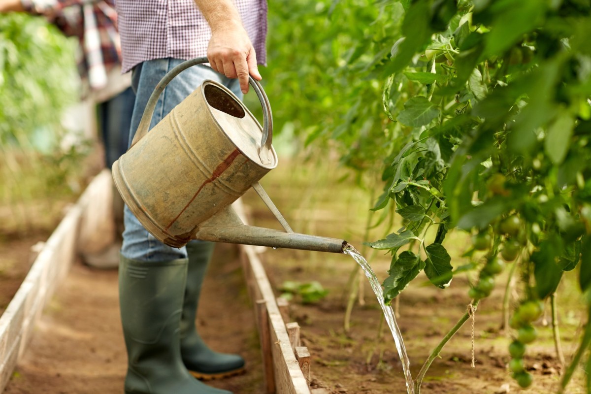 Simple Trick for Successfully Watering Plants All Comes Down to the ...