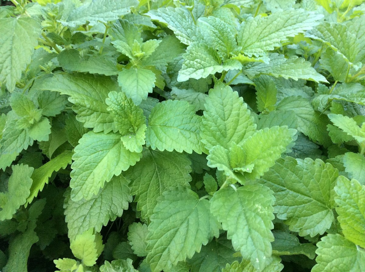 Top 5 LowMaintenance Aromatic Plants for a SweetSmelling Dog Dengarden