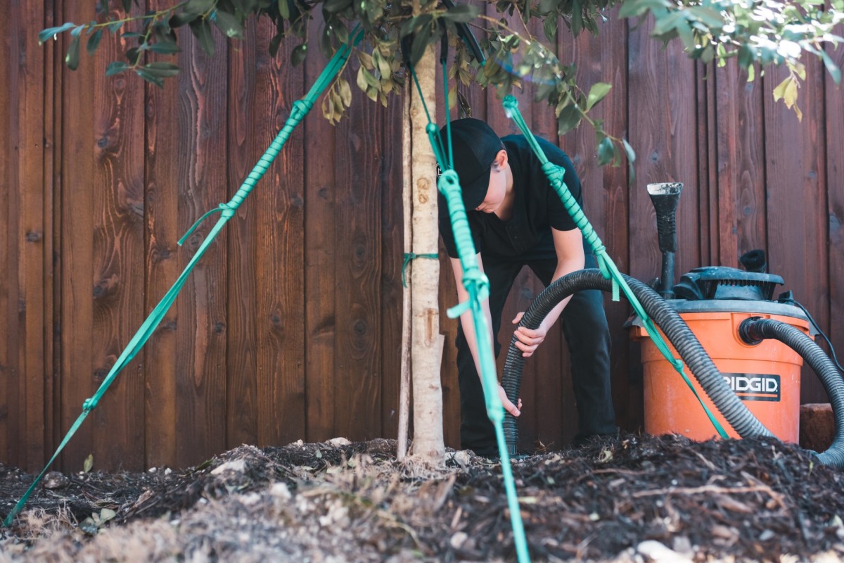 Here's Why (and How) Everyone Should Be Staking Their Young Trees