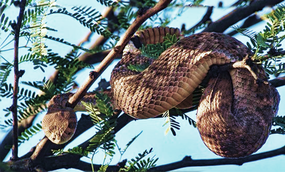 11 Plants That Attract Snakes - Dengarden