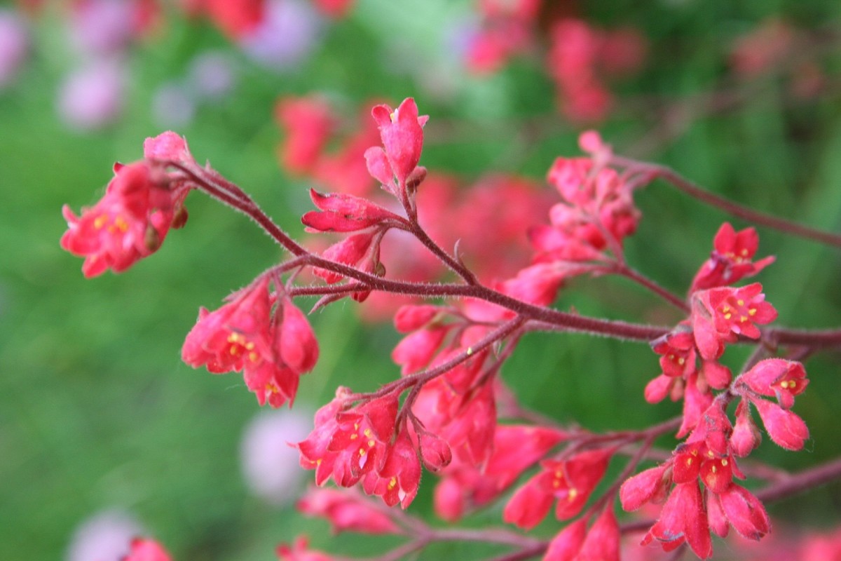 12 of the Best Filler Florals to Help Complete Any Garden Dengarden