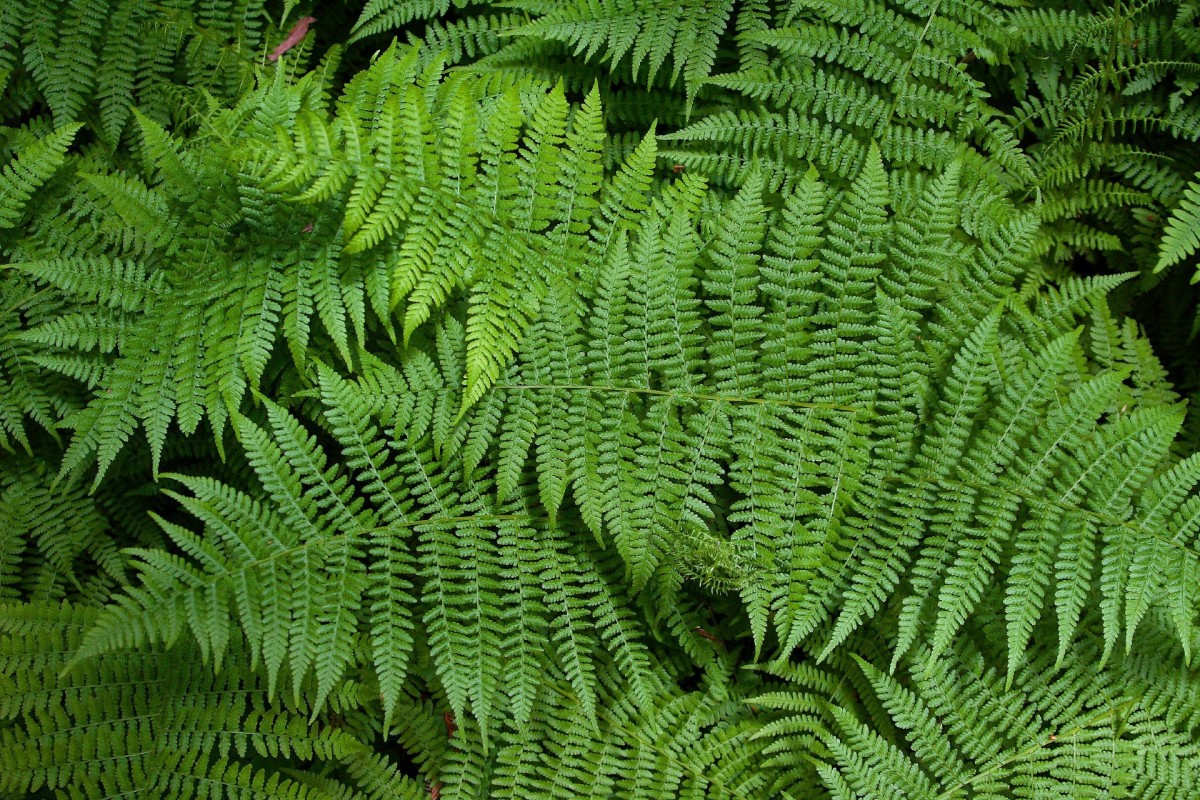 12 of the Best Filler Florals to Help Complete Any Garden Dengarden