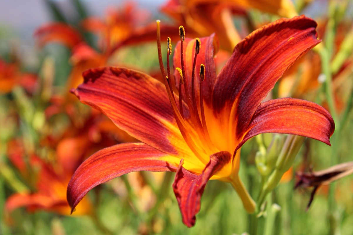 10 Perennial Plants So Low-maintenance Even The Busiest Person Can Grow 